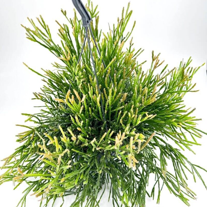 hipsalis Burchellii Mistletoe Cactus hipsalis Burchellii Mistletoe Cactus