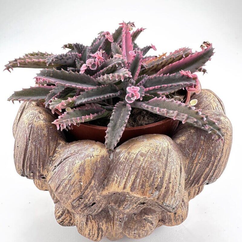 IMG_8378 Succulent with pink-edged leaves in a rustic decorative pot on a white background.