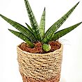 Snake plant in rustic woven pot with brown moss on white background.