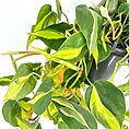 Variegated trailing houseplant with glossy green leaves and bright yellow stripes on white background.