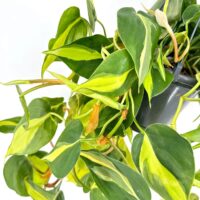Variegated trailing houseplant with glossy green leaves and bright yellow stripes on white background.