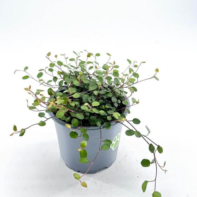 Muehlenbeckia Complexa Necklace Vine Angel Vibe Fern Close-up of Muehlenbeckia Complexa Necklace Vine (Angel Vibe Fern) showcasing its thin, wiry stems and small, round green leaves trailing over the edge of a pot.