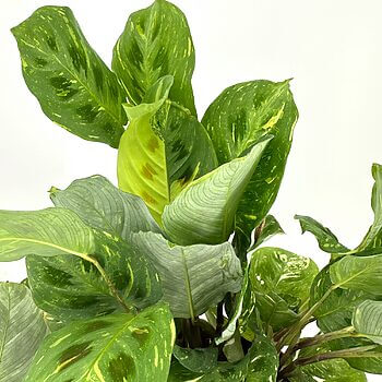 Variegated green and yellow tropical leaves in terracotta pot against a white background.