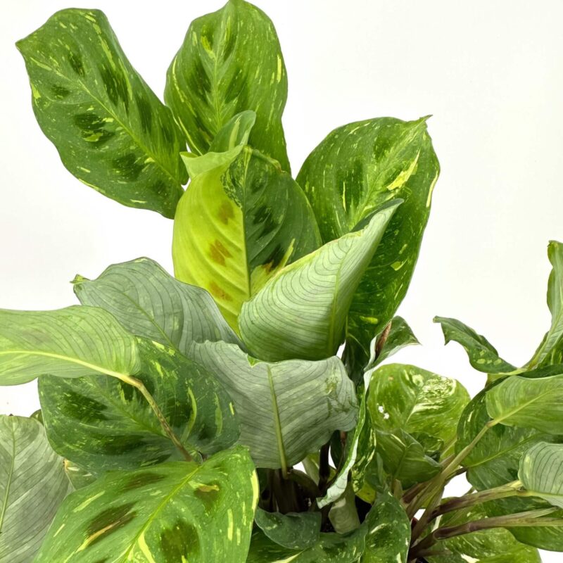 Variegated green and yellow tropical leaves in terracotta pot against a white background.