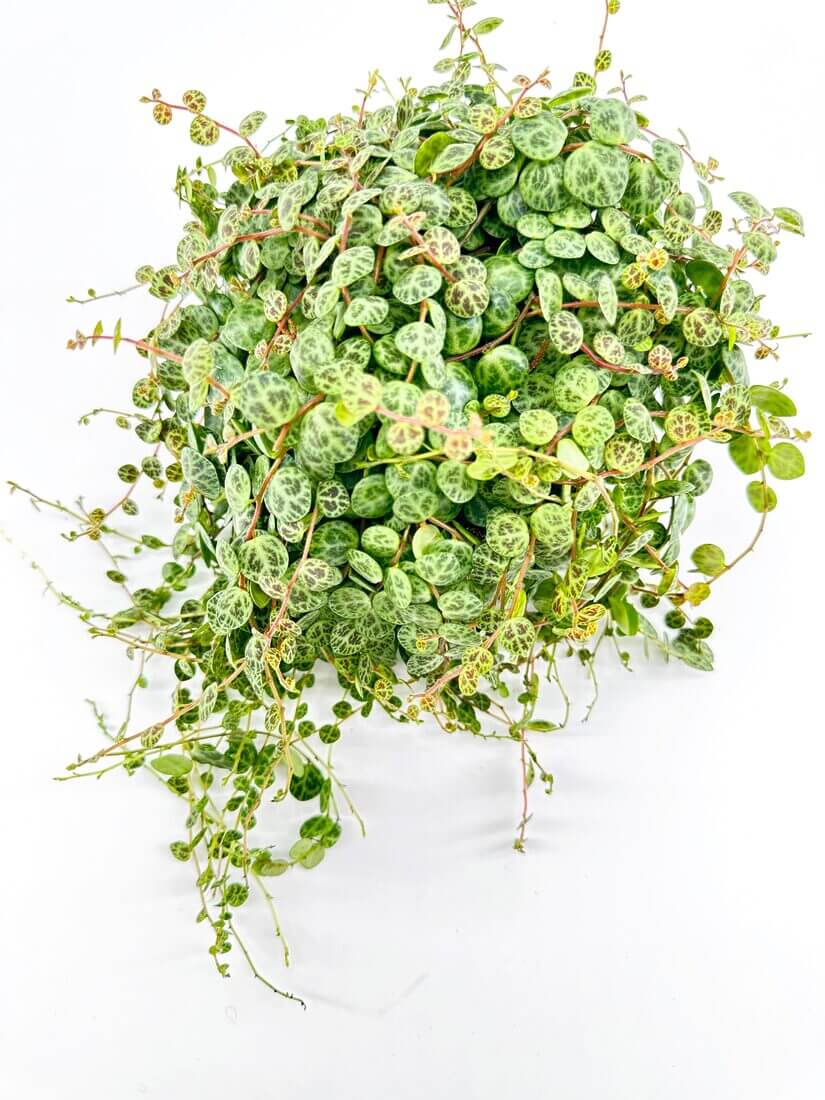 A detailed view of the delicate, turtle-shell-like leaves of Peperomia Prostrata, showcasing their intricate patterns and vibrant green hues.