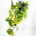 Hanging philodendron plant with heart-shaped variegated leaves in a minimalist black planter.