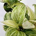 Variegated houseplant with lush green and cream leaves in a minimalist setting.