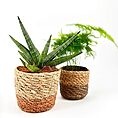 Stylish indoor plants in rustic pots: vibrant sword-like succulent and delicate fern.