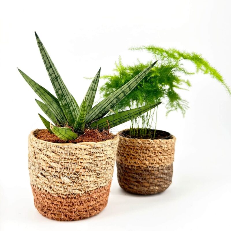 Elegant Indoor Plants in Woven Rustic Pots Stylish indoor plants in rustic pots: vibrant sword-like succulent and delicate fern.