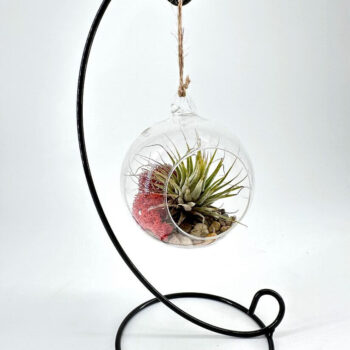 Elegant terrarium with air plant and moss in glass orb on black metal stand.