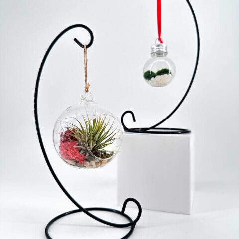 Minimalist glass terrarium orbs on black stands with air plants and moss.