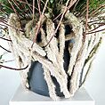 Unusual striking potted plant with furry tendrils, reddish-brown stems, green foliage on white background.