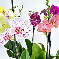 Vibrant orchids with varying patterns and hues, surrounded by lush green leaves.