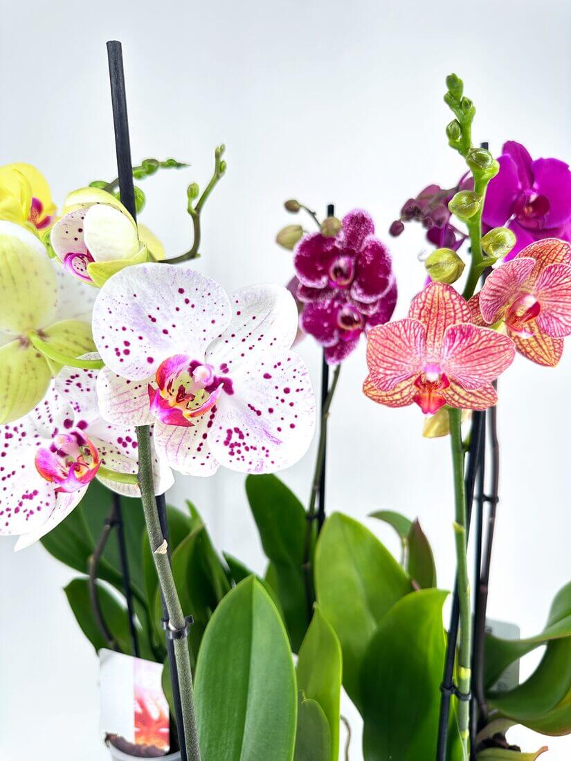 Pink Orchids Butterfly Pink Orchids Butterfly