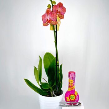 Phalaenopsis orchid with pink blooms in white pot, alongside plant food and garden scissors.