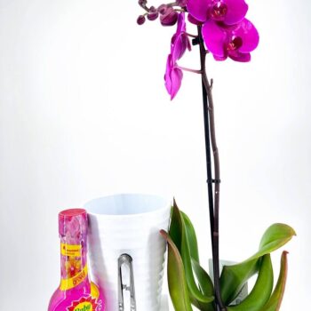 Purple orchid in bloom with plant food, white pot, and pruning scissors for indoor gardening.