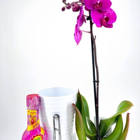 Purple orchid in bloom with plant food, white pot, and pruning scissors for indoor gardening.