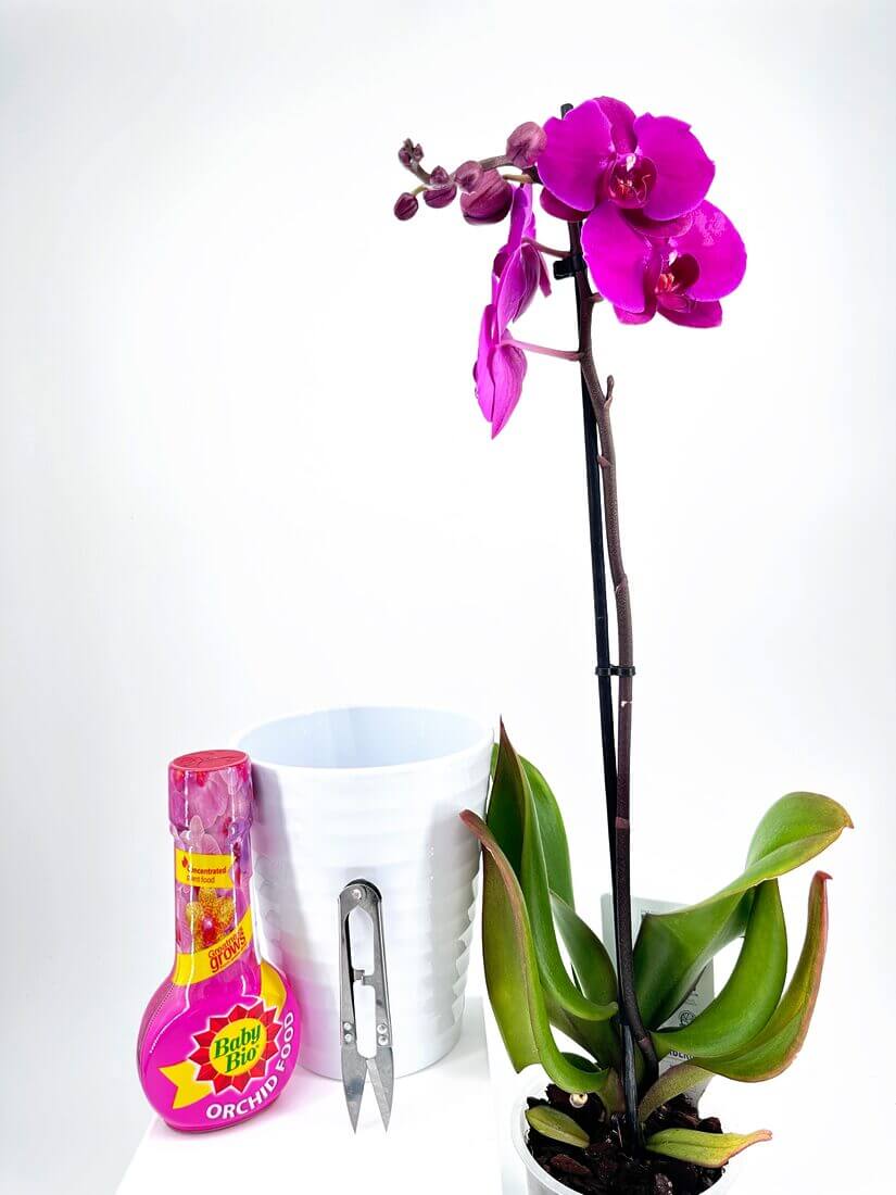Purple orchid in bloom with plant food, white pot, and pruning scissors for indoor gardening.