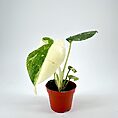 Variegated Monstera Thai Constellation potted plant with striking green and cream leaves in a terracotta-like pot.