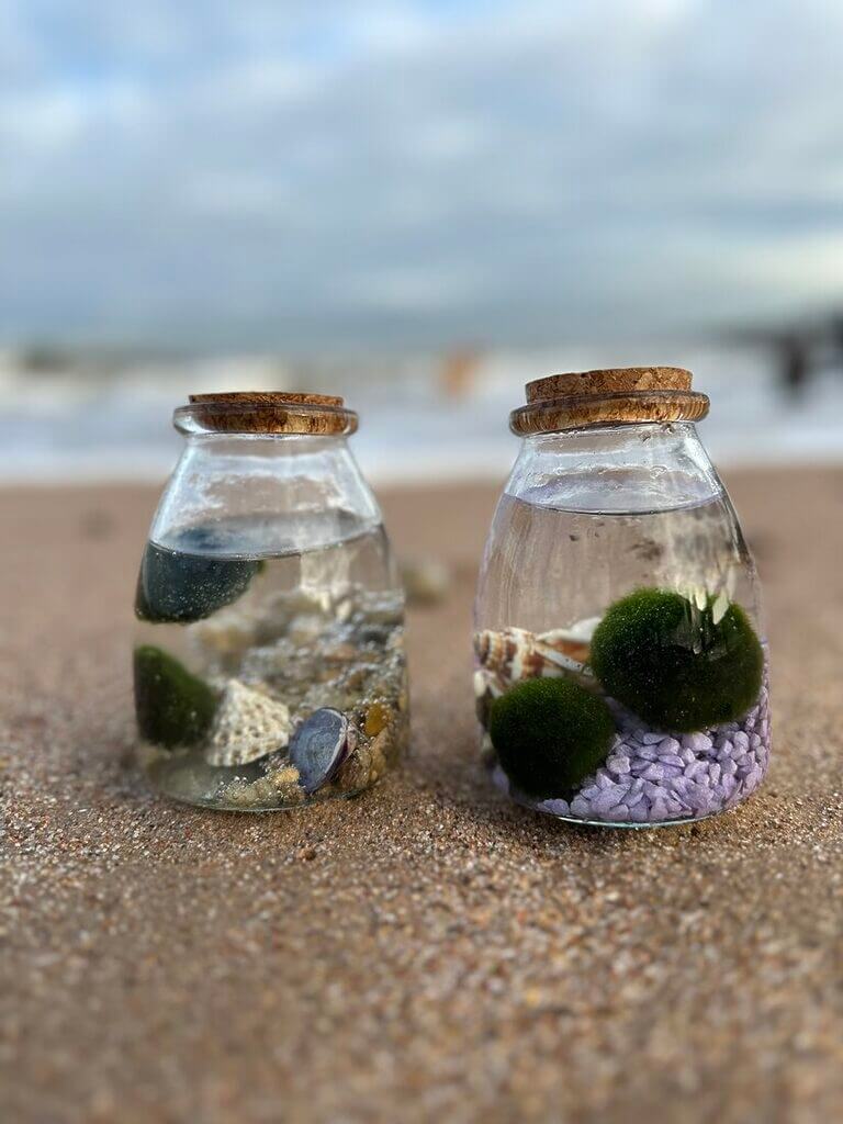 Marimo Moss