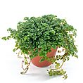 Small potted plant with vibrant green leaves cascading over terracotta pot against white background.
