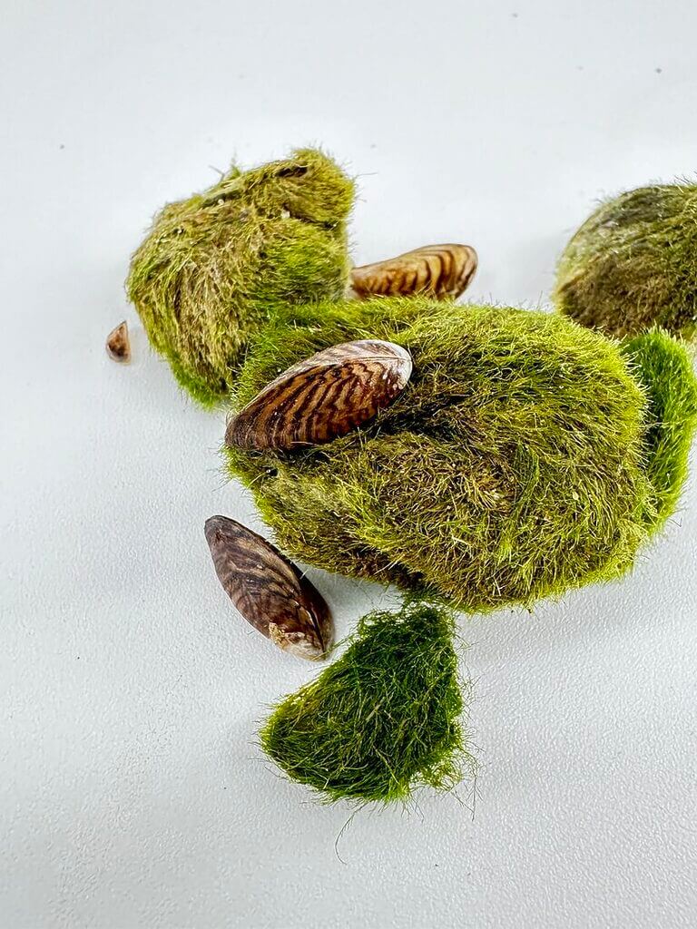 Multiple zebra mussels on Marimo moss balls