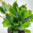 Lush holiday cactus with green segmented stems and budding flowers in a reddish-brown pot.