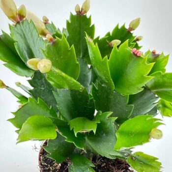 Lush holiday cactus with green segmented stems and budding flowers in a reddish-brown pot.