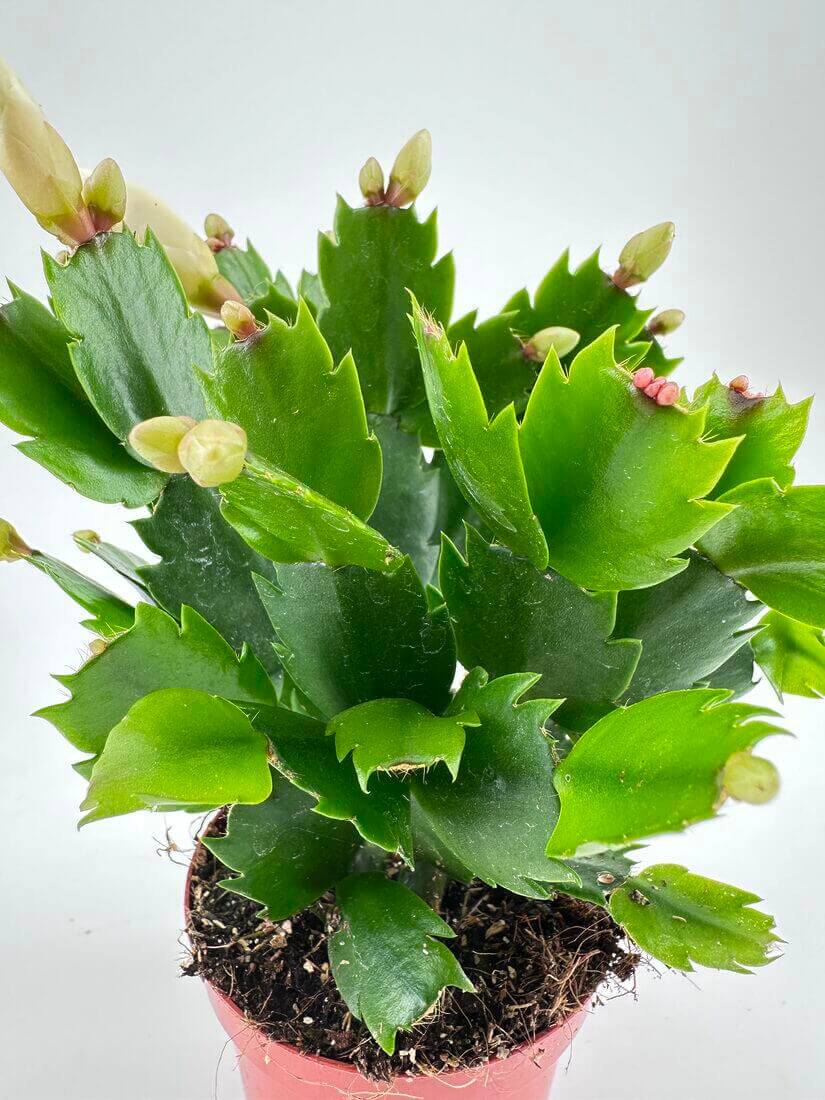 Lush holiday cactus with green segmented stems and budding flowers in a reddish-brown pot.