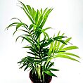 Vibrant parlor palm in terracotta pot against white background, highlighting lush green fronds.