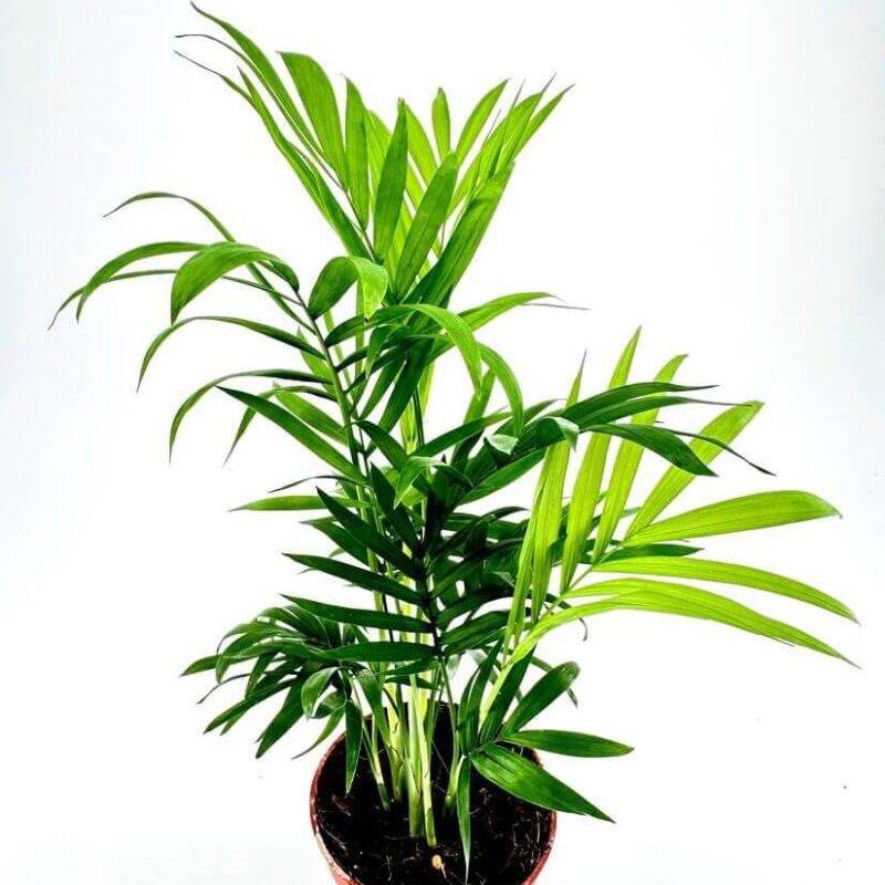 Chamaedorea Elegans Parlor Palm Vibrant parlor palm in terracotta pot against white background, highlighting lush green fronds.