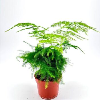 Vibrant green plant in terracotta pot with feathery foliage on white background.