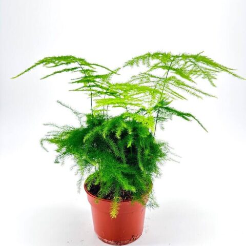 Vibrant green plant in terracotta pot with feathery foliage on white background.