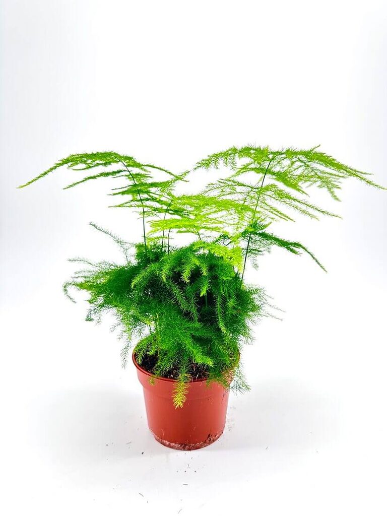 Vibrant green plant in terracotta pot with feathery foliage on white background.