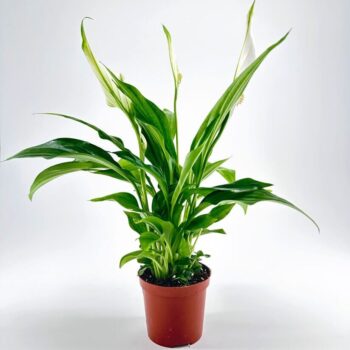 Peace lily in brown pot with lush dark green leaves and striking white flowers.
