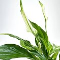 Vibrant green plant with glossy leaves against a white background reflecting serene vitality.