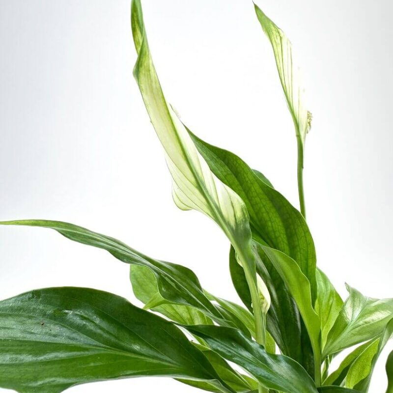 Spathiphyllum Pearl Cupido Peace Lily Vibrant green plant with glossy leaves against a white background reflecting serene vitality.