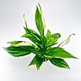 Peace lily plant with lush green leaves and white flowers against a minimalist background.
