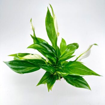 Peace lily plant with lush green leaves and white flowers against a minimalist background.