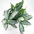 Top-down view of lush green plant with silvery leaves on white background.