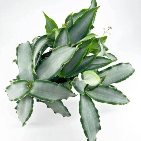 Top-down view of lush green plant with silvery leaves on white background.