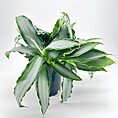 Lush green plant with glossy leaves in black pot against neutral background.