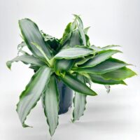 Lush green plant with glossy leaves in black pot against neutral background.