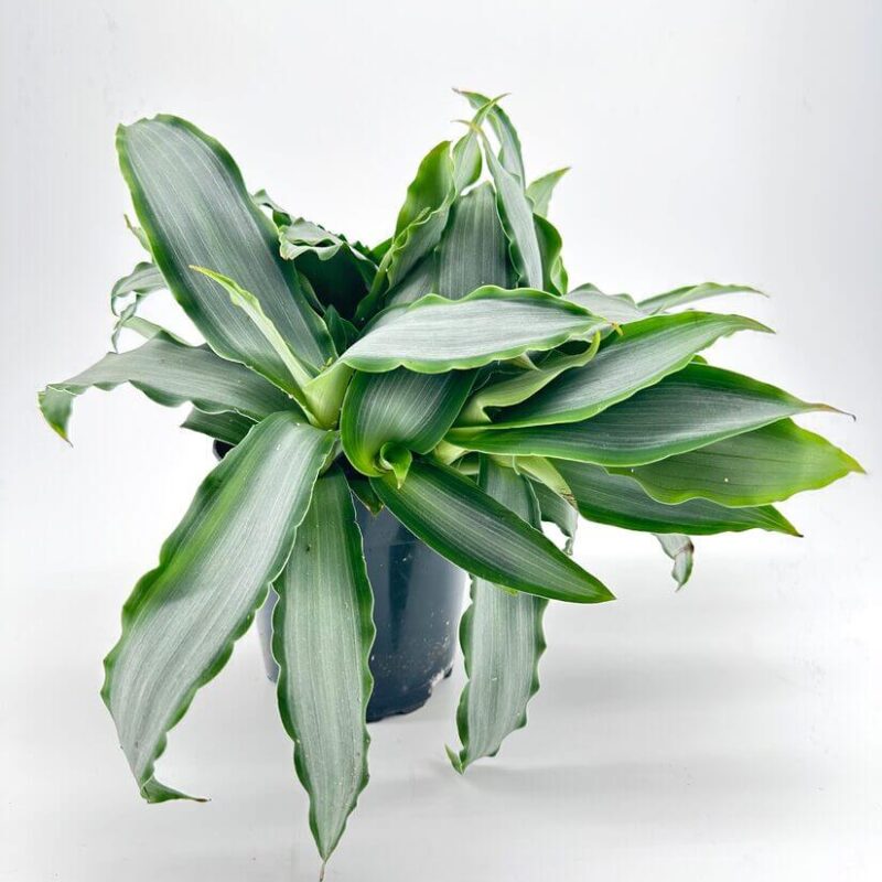 Murdannia Loriformis Silver Bright Star Lush green plant with glossy leaves in black pot against neutral background.