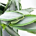 Lush green plant with broad leaves in black pot against white background, showcasing vibrant hues.