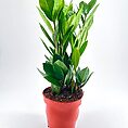 Vibrant potted green plant with glossy leaves in a red pot on a white background.