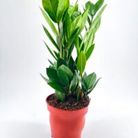 Vibrant potted green plant with glossy leaves in a red pot on a white background.