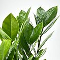 Vibrant green leaves with glossy texture reflecting light, exuding freshness and natural elegance.