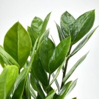 Vibrant green leaves with glossy texture reflecting light, exuding freshness and natural elegance.