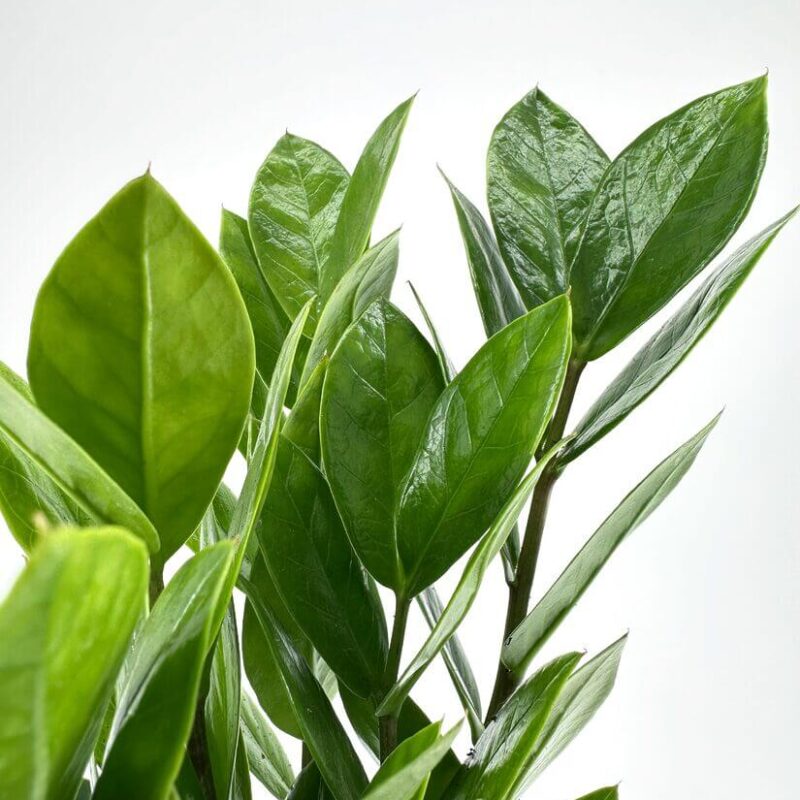 Zamioculcas Zamiifolia Emerald Palm ZZ Plant Vibrant green leaves with glossy texture reflecting light, exuding freshness and natural elegance.